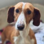 Dackel-Mischling Micaela, 02/2024, ca. 35 cm