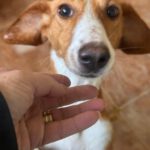 Dackel-Mischling Micaela, 02/2024, ca. 35 cm