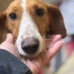 Dackel-Mischling Micaela, 02/2024, ca. 35 cm