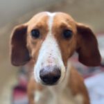 Dackel-Mischling Micaela, 02/2024, ca. 35 cm