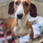 Dackel-Mischling Micaela, 02/2024, ca. 35 cm