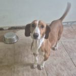 Dackel-Mischling Micaela, 02/2024, ca. 35 cm