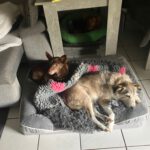 Podenco Maneto Mijita, 05/2014, ca. 35 cm, 63303 Dreieich