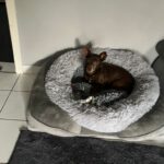 Podenco Maneto Mijita, 05/2014, ca. 35 cm, 63303 Dreieich