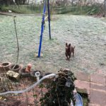 Podenco Maneto Mijita, 05/2014, ca. 35 cm, 63303 Dreieich