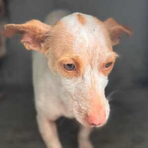 Podenco Maneto Millie, 07/2024, ca. 35 cm