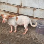 Podenco Maneto Millie, 07/2024, ca. 35 cm