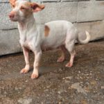 Podenco Maneto Millie, 07/2024, ca. 35 cm