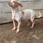 Podenco Maneto Millie, 07/2024, ca. 35 cm