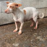 Podenco Maneto Millie, 07/2024, ca. 35 cm