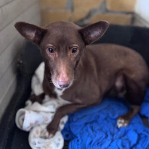 Podenco Maneto Mocha, 08/2024, ca. 35 cm