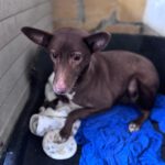 Podenco Maneto Mocha, 08/2024, ca. 35 cm