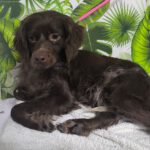 Bretone Moka, 02/2024, ca. 45 cm