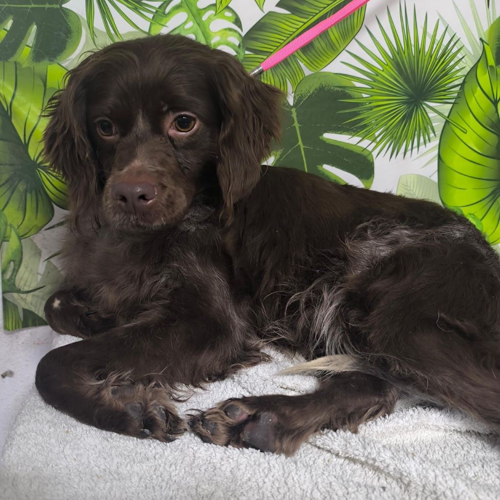 Bretone Moka, 02/2024, ca. 45 cm