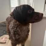 Bretone Moka, 02/2024, ca. 45 cm