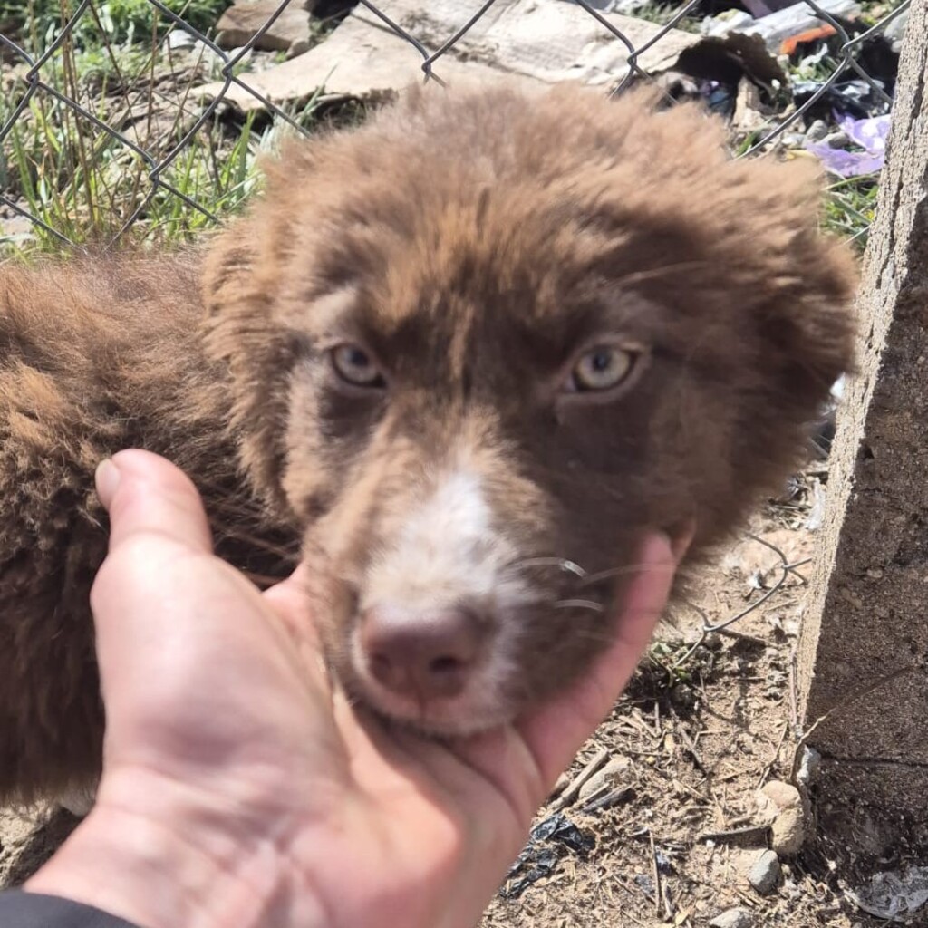 Mischling Momo, 11/2025, Endgröße ca. 43 cm