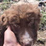 Mischling Momo, 11/2025, Endgröße ca. 43 cm