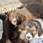 Mischling Momo, 11/2025, Endgröße ca. 43 cm