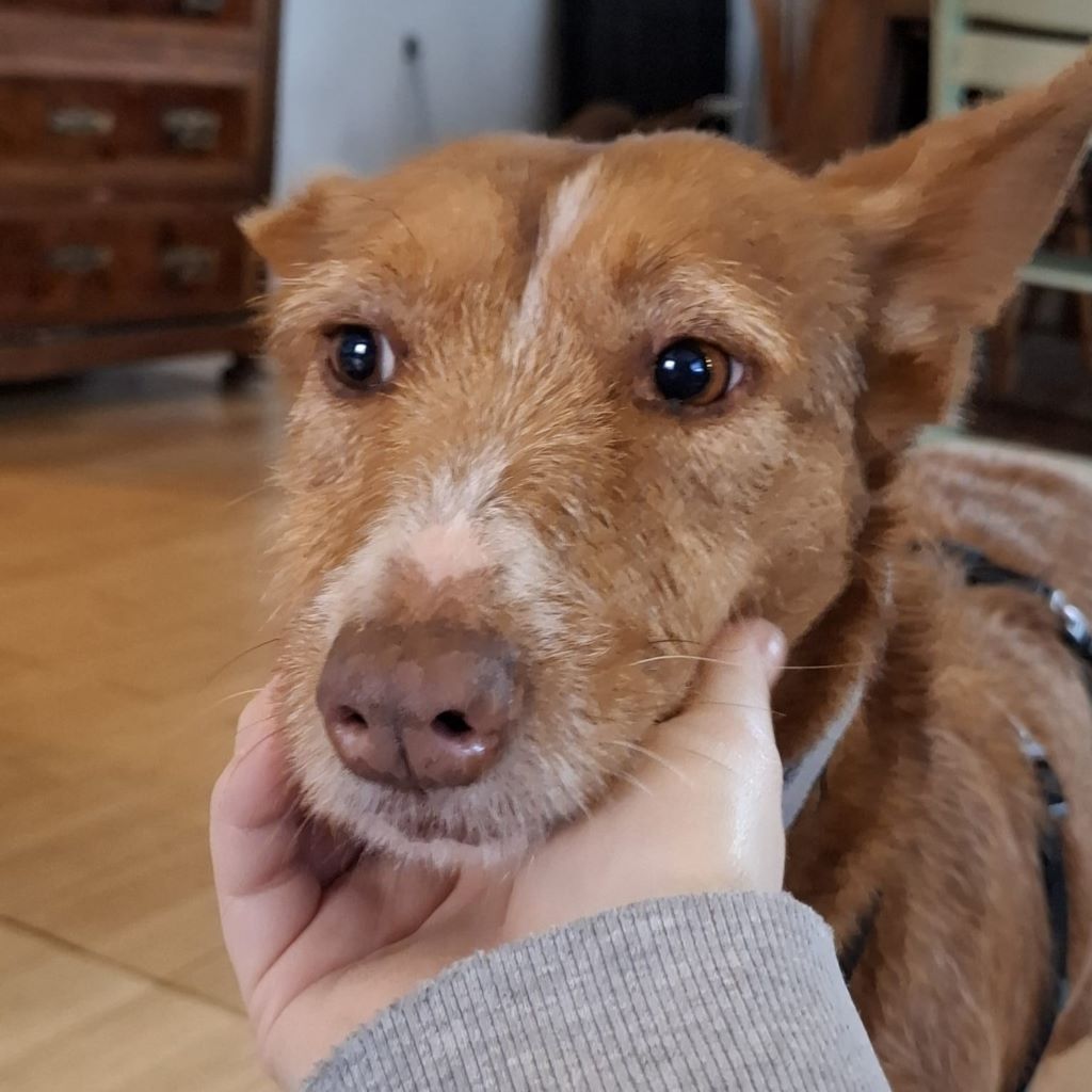 Podenco Mona, 03/2018, ca. 45 cm, 69469 Weinheim