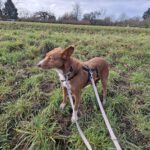 Podenco Mona, 03/2018, ca. 45 cm, 69469 Weinheim