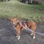 Podenco Mona, 03/2018, ca. 45 cm, 69469 Weinheim