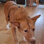 Podenco Mona, 03/2018, ca. 45 cm, 69469 Weinheim