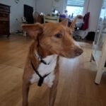 Podenco Mona, 03/2018, ca. 45 cm, 69469 Weinheim