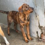 Mastin Mischling Monty, 08/2025 , Endgröße ca. 55 cm