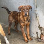 Mastin Mischling Monty, 08/2025 , Endgröße ca. 55 cm