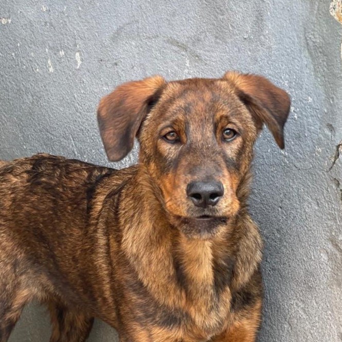 Mastin Mischling Monty, 08/2025 , Endgröße ca. 55 cm