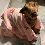 Podenco Moro, 04/2019, ca. 45 cm