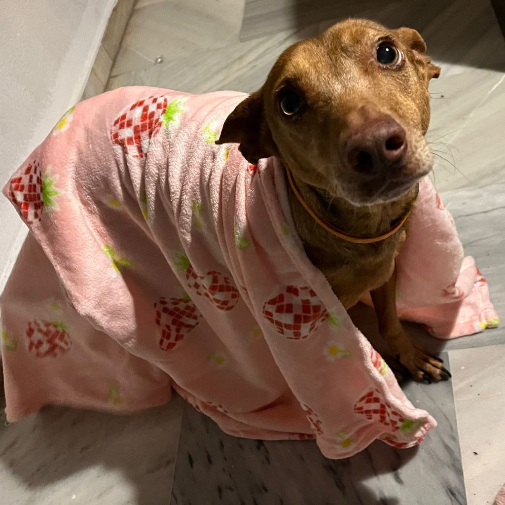 Podenco Moro, 04/2019, ca. 45 cm