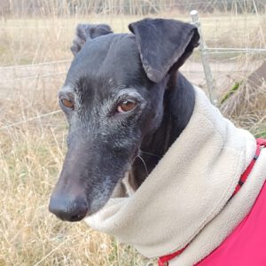 Galgo Mosca, 03/2019, ca. 60 cm, 04420 Markranstädt