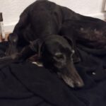 Galgo Mosca, 03/2019, ca. 60 cm, 04420 Markranstädt