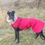 Galgo Mosca, 03/2019, ca. 60 cm, 04420 Markranstädt