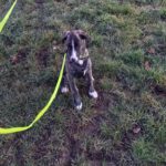 Mischling Mr. Adventure, 10/2025, Endgröße ca. 65 cm, 52224 Stolberg