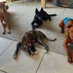 Mischling Mr. Adventure, 10/2025, Endgröße ca. 65 cm, 52224 Stolberg