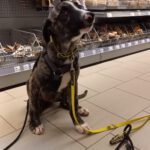 Mischling Mr. Adventure, 10/2025, Endgröße ca. 65 cm, 52224 Stolberg