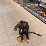 Mischling Mr. Adventure, 10/2025, Endgröße ca. 65 cm, 52224 Stolberg