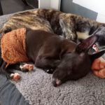 Mischling Mr. Adventure, 10/2025, Endgröße ca. 65 cm, 52224 Stolberg