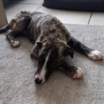 Mischling Mr. Adventure, 10/2025, Endgröße ca. 65 cm, 52224 Stolberg