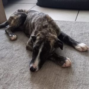 Mischling Mr. Adventure, 10/2025, Endgröße ca. 65 cm, 52224 Stolberg