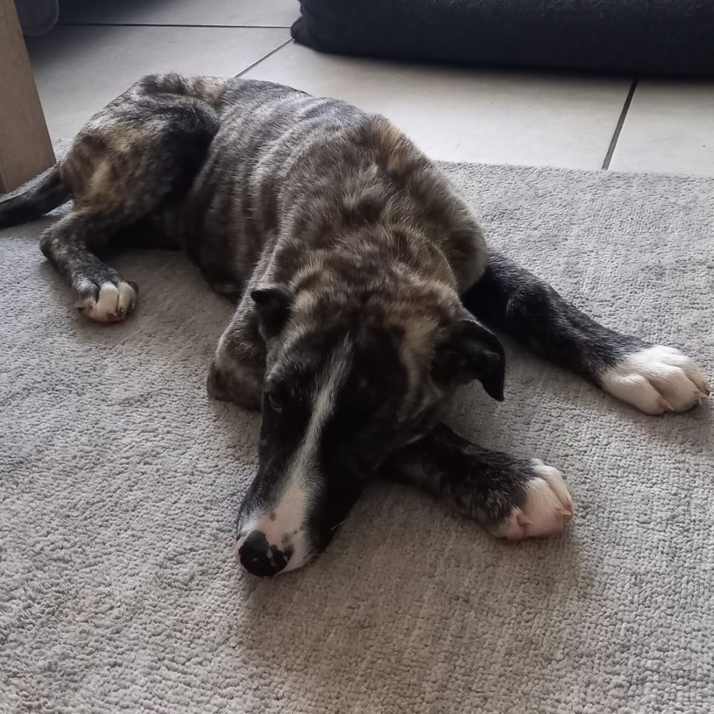 Mischling Mr. Adventure, 10/2025, Endgröße ca. 65 cm, 52224 Stolberg