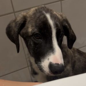 Mischling Mr. Cuddles, 10/2025, Endgröße ca. 65 cm, 46049 Oberhausen