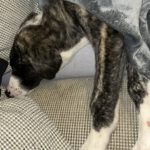 Mischling Mr. Cuddles, 10/2025, Endgröße ca. 65 cm, 46049 Oberhausen