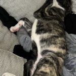 Mischling Mr. Cuddles, 10/2025, Endgröße ca. 65 cm, 46049 Oberhausen