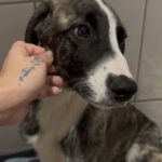 Mischling Mr. Cuddles, 10/2025, Endgröße ca. 65 cm, 46049 Oberhausen