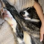 Mischling Mr. Cuddles, 10/2025, Endgröße ca. 65 cm, 46049 Oberhausen