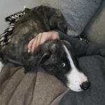 Mischling Mr. Cuddles, 10/2025, Endgröße ca. 65 cm, 46049 Oberhausen