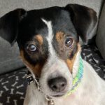 Bodeguero Mischling Nami, 05/2023, ca. 40 cm, 55411 Bingen-Kempten